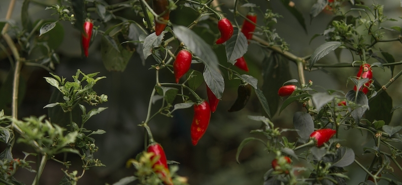 Таитянское яблоко: описание продукта, польза и вред, применение и возможности для похудения