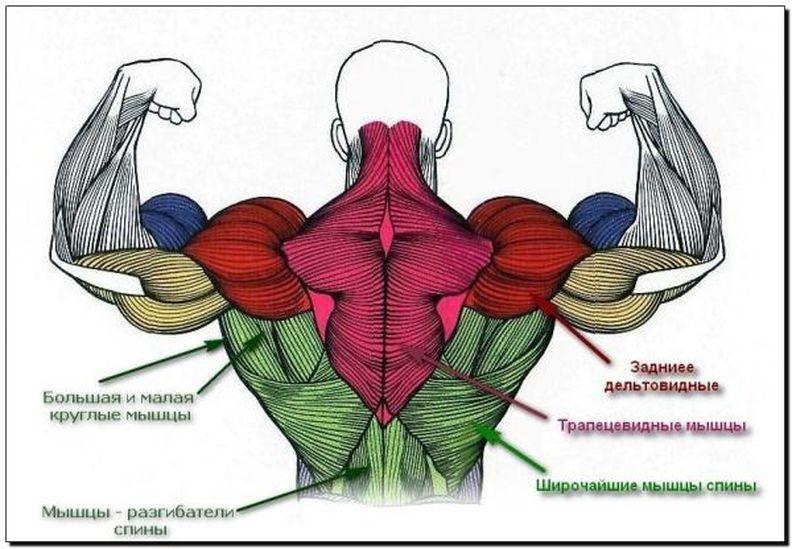 Все мышцы человека и подходящие упражнения