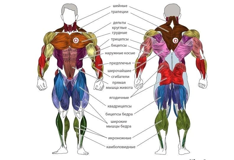 Все мышцы человека и подходящие упражнения