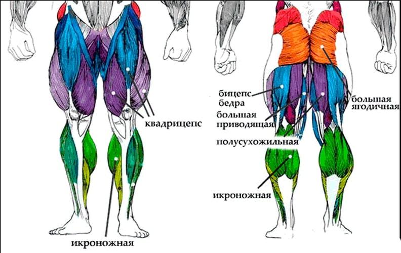 Все мышцы человека и подходящие упражнения